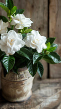 Load image into Gallery viewer, GARDENIA PERFUME - Beautiful Gardenia Perfume - Heavenly Scent of Wild Gardenia
